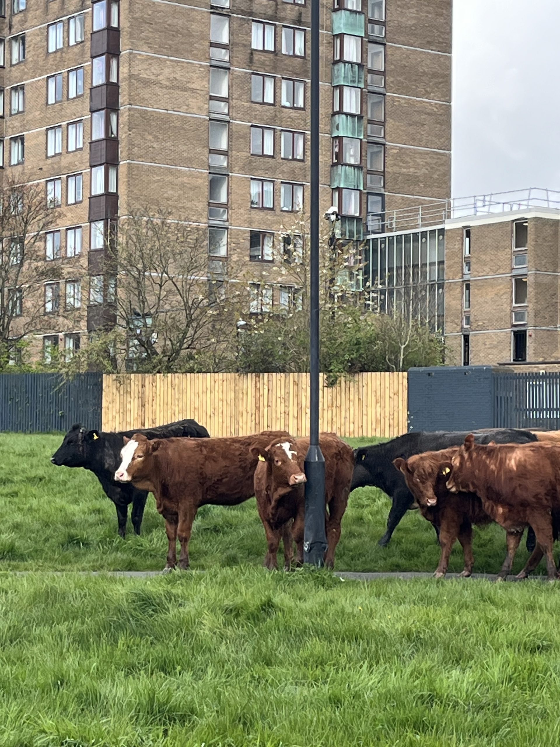 寮近くの公園で放牧されていた牛
